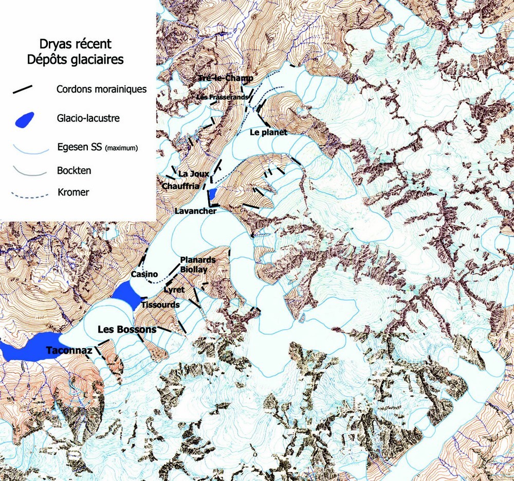 Dryas